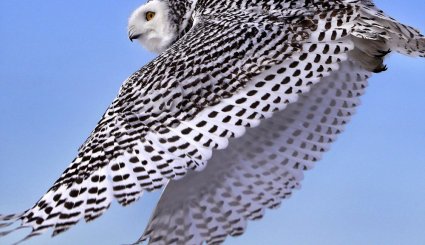 آزادسازی جغد سفید‎