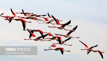 تالابی زیبا در مازندران