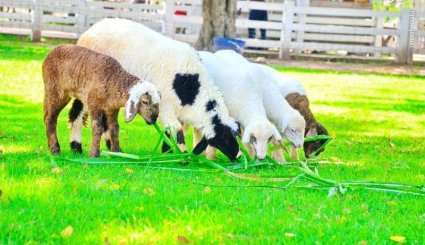  تفریحی متفاوت برای کودکان در تایلند