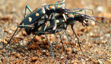 عکس های ماکروی گرفته شده با تلفن همراه‎
