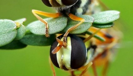 عکس های ماکروی گرفته شده با تلفن همراه‎
