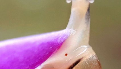 عکس های ماکروی گرفته شده با تلفن همراه‎
