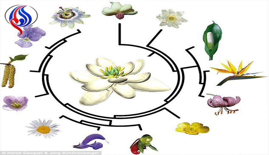 بازسازی فسیل جد گیاهان گل ده روی زمین