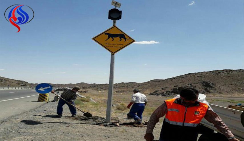 تابلوها به کمک یوزپلنگ ها آمدند
