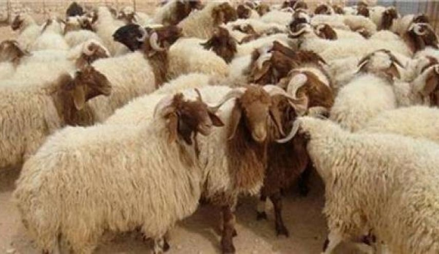 عید قربان امسال در وضعیت هشدار تب کریمه و کنگو