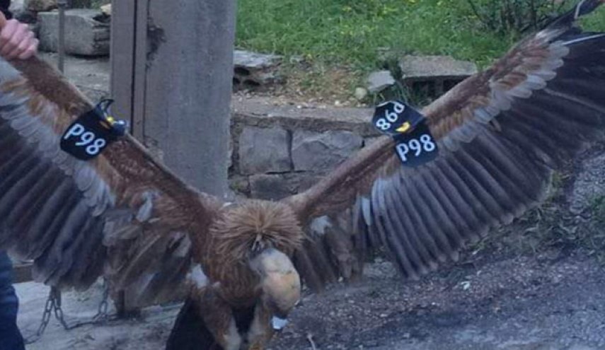 بازگشت 