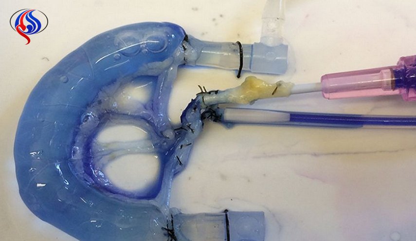 طريقة مبتكرة تقود العلماء لإعادة تشكيل أمعاء البشر!