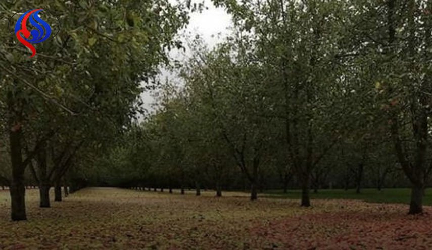تفاح يغطي الشوارع...  (صور) 