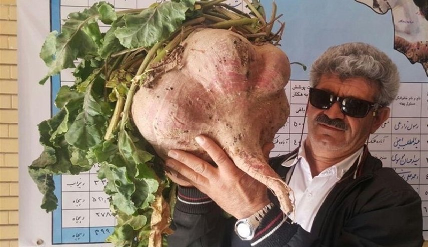 في ايران .. جني حبة بنجر سكري كبيرة بوزن 15 كغ! 