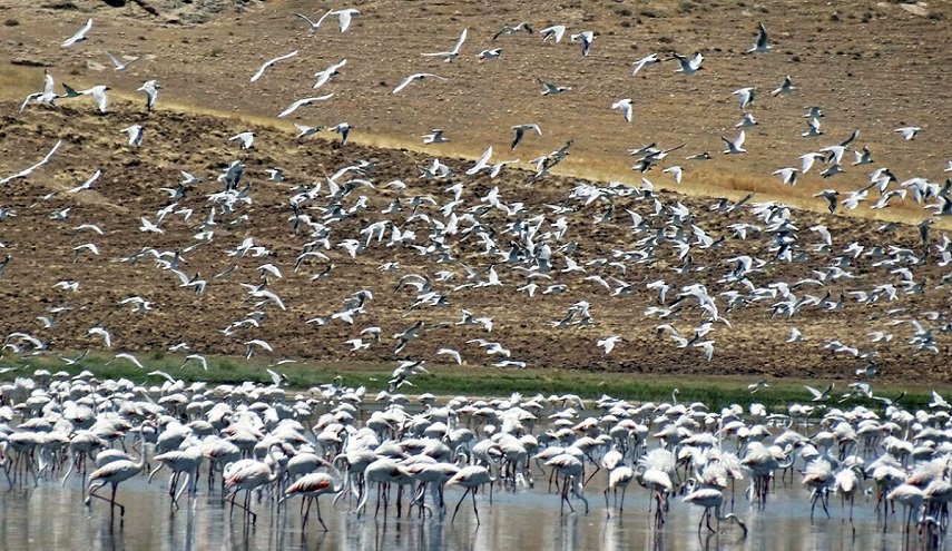 بالصور: الطيور المهاجرة، بحيرة کاني برازان في مهاباد شمالي غربي ايران