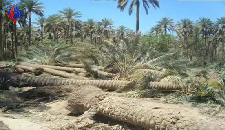 في ديالى.. انقراض من نوع خاص يهدد تجارة عمرها آلاف السنين