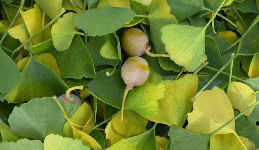 عشبة سحرية تقيك السكتة الدماغية والكآبة ولك فيها مآرب أخرى !