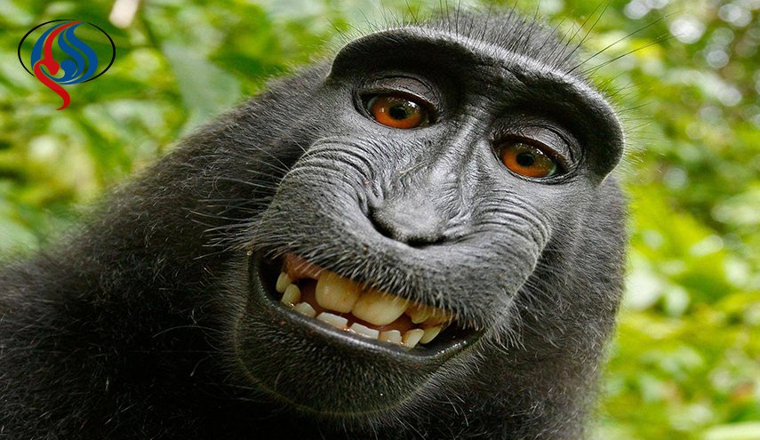 سعی لإستعادة قبعته المفضلة من قرد.. وهذا ما حدث!
