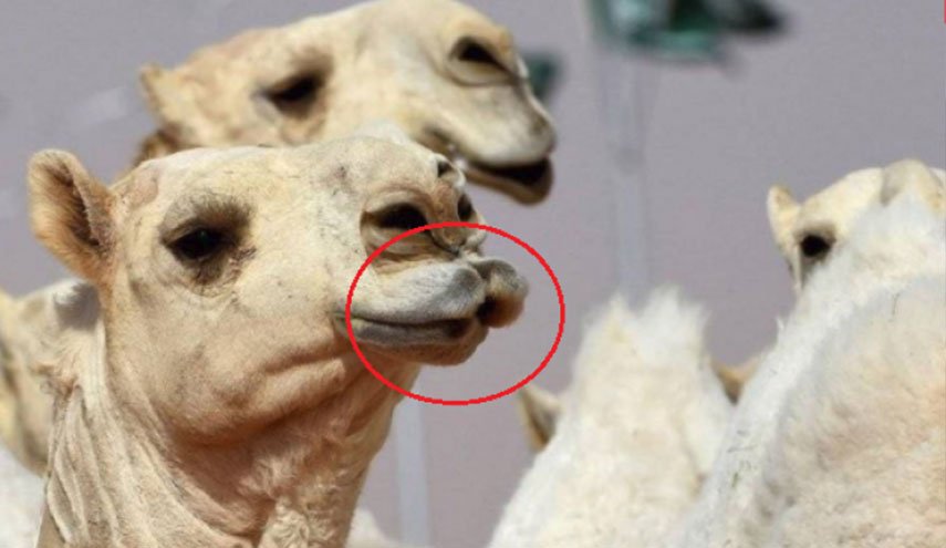 لهذا السبب..إستبعاد 12 إبلا من مهرجان الملك عبد العزيز