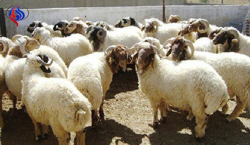امنية ديالى: ملايين الدنانير دخلت خزينة داعش من غزوات الغنم