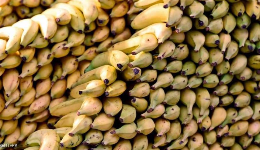اليابان.. إنتاج موز لا يحتاج إلى تقشير