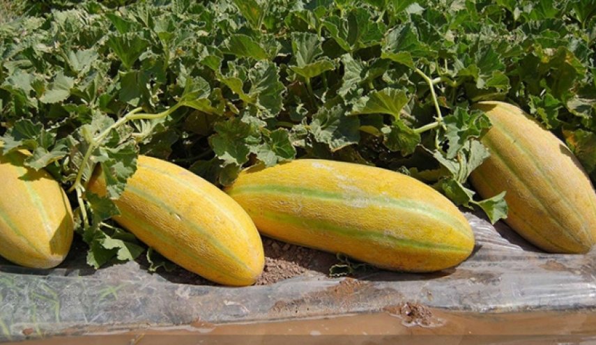 درآمد میلیاردی از پوست خربزه!
