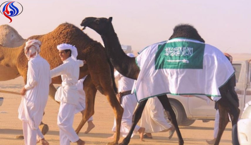 قانون سعودي يفرض زرع الرقائق الإلكترونية في الإبل 