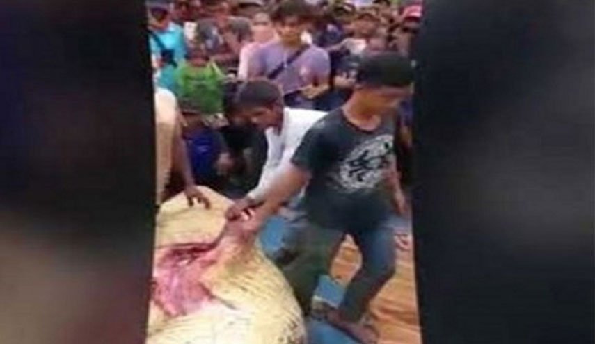وأخيرا ... وقع الصياد في المصيدة !!