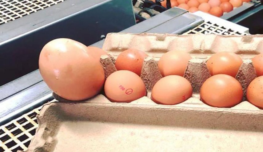 بالصور: بيضة ضخمة.. ما بداخلها أثار دهشة الخبراء!