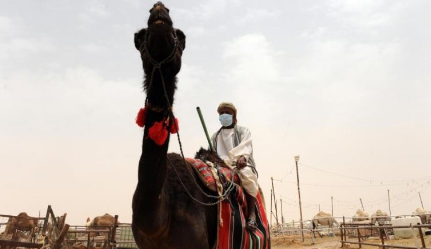 السعودية.. غرامات لأصحاب الإبل في حال..؟