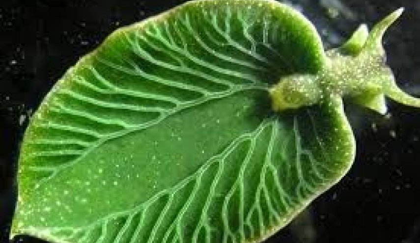 حیوانی عجیب که فتوسنتز می‌کند +عکس