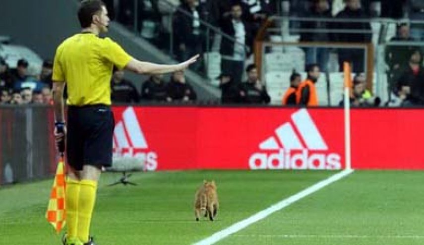 قط تركي ينال لقب “أفضل لاعب كرة قدم”!