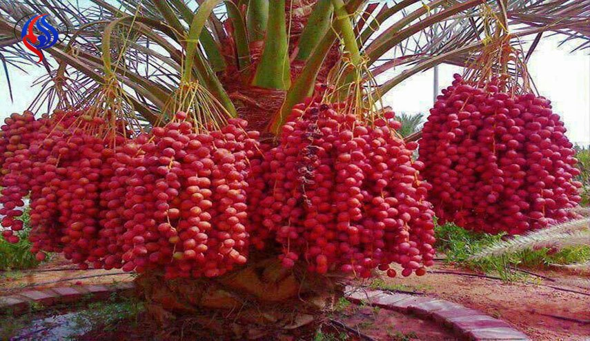 فوائد صحية مذهلة للتمر