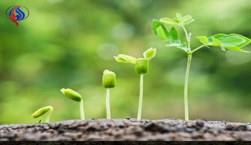 اتصالات سرية بين النباتات لدعم جاراتها