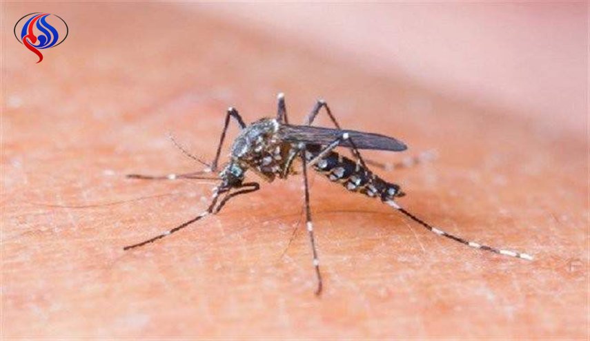 لدغة البعوض تدمر النظام المناعي البشري!
