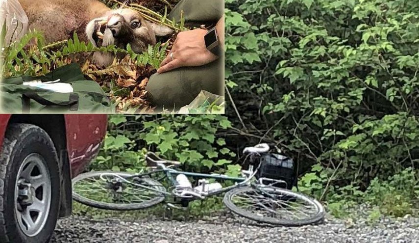أسد يقتل دراجا بمنطقة جبلية بولاية واشنطن ويهاجم آخر
