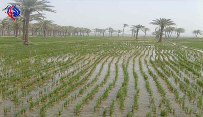 لهذا السبب حظر العراق إنتاج الأرز
