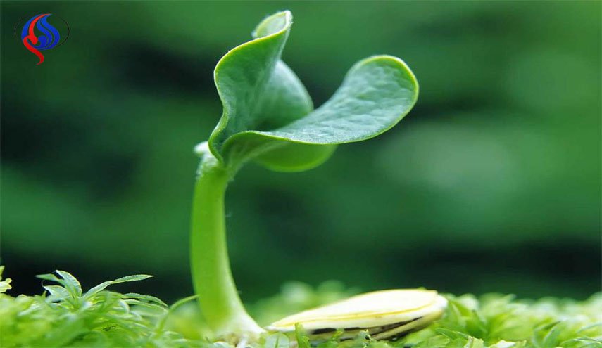هل تعلم ان النباتات لديها حواس كالانسان؟