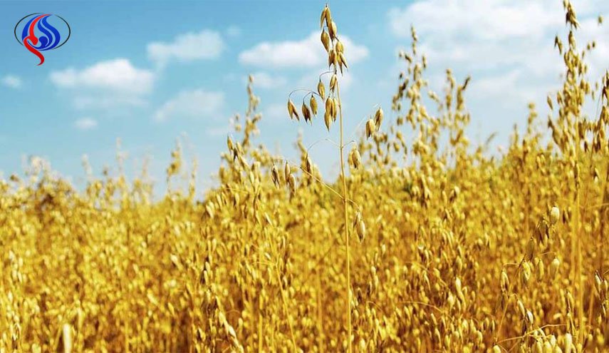مبيد مسرطن على مائدة افطار الاميركيين