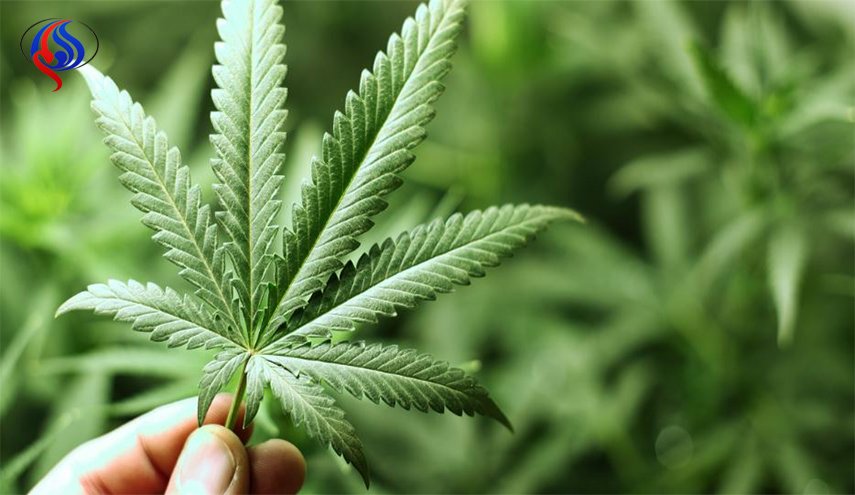 القنب يشكل أملا جديداً في علاج الذهان