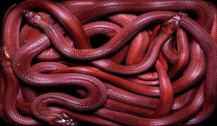 في مطار بموسكو.. مصادرة 20 أفعى نقلها مسافر بين أمتعته!