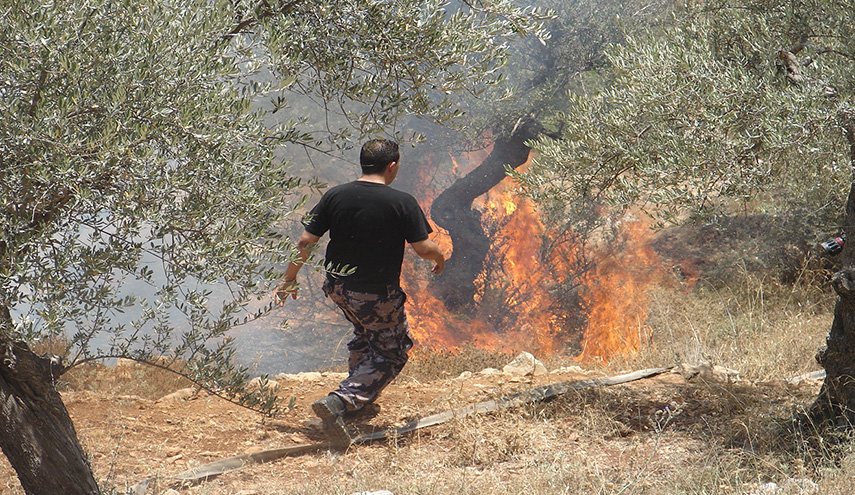 فلسطين...مستوطنون يحرقون 200 شجرة زيتون