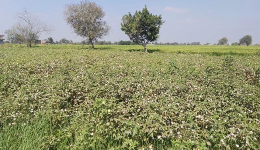 هكذا تدفع حكومة مصر الفلاحين إلى حرق محصول القطن