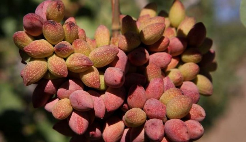 موسم حصاد الفستق في مدينة زرندية الايرانية