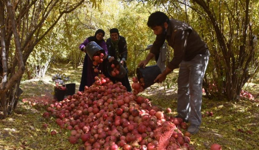 موسم حصاد الرمان في شهرضا بمحافظة اصفهان
