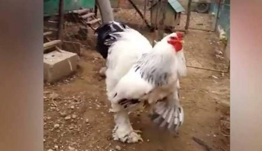 مزارع يكشف عن أكبر ديك في العالم 