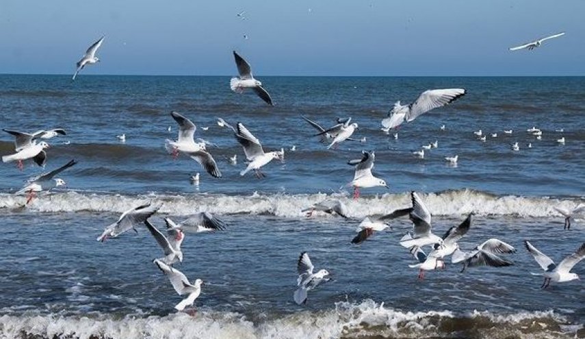 هجرة طيور النورس الى سواحل بحر قزوين