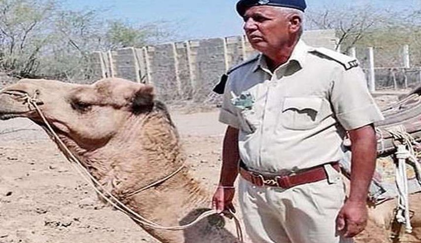 جمل فقد شريكه وامتنع عن الطعام حدادا عليه