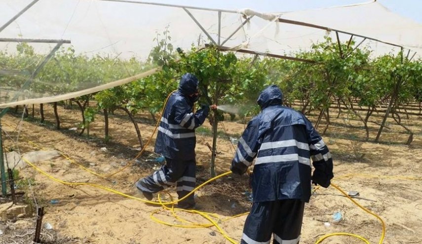 البطاطا قد تُجبر نتنياهو على القبول بالتهدئة
