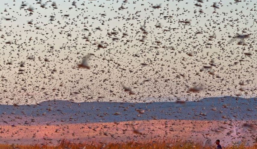 سیل بزرگ ملخ ها از عربستان در راه ایران