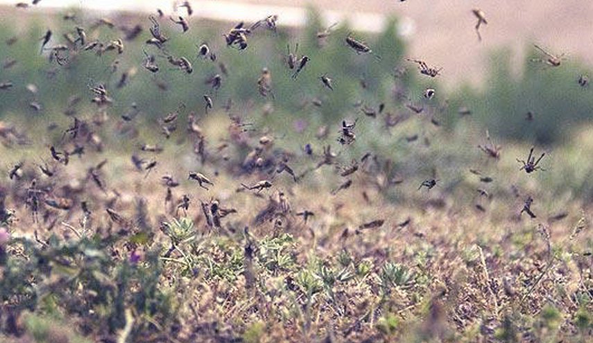 درخواست اعتبار 100 میلیارد ریالی سازمان مدیریت بحران برای مبارزه با ملخ های مهاجم/ تعلل وزارت جهاد کشاورزی درجذب منابع مبارزه با ملخ های مهاجم شبه جزیره عربستان