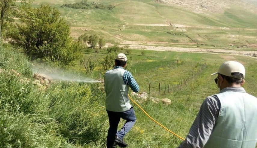 ورود دسته جدید ملخ‌ها به هرمزگان؛ شهرستان‌های استان فارس در آماده‌باش کامل
