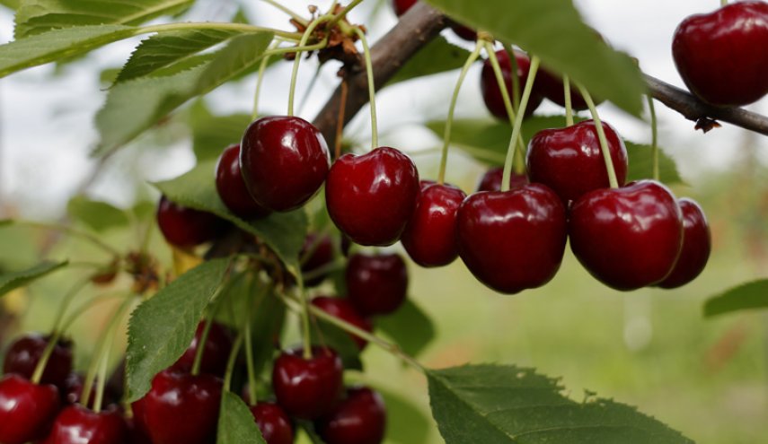 آشنایی با میوه پرخاصیت فصل گرما