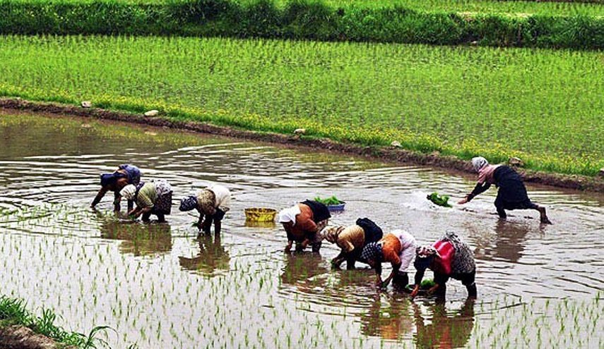 یک بانوی نشاکار گیلانی بر اثر اصابت صاعقه در مزرعه جان باخت
