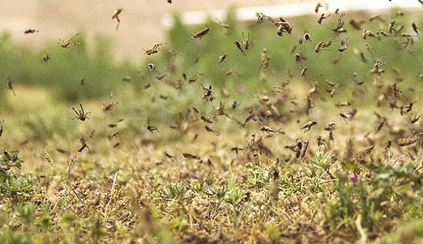 موج جدید ملخ‌های صحرایی از اواخر اردیبهشت وارد کشور می‌شوند